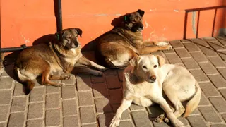 madhya-pradesh-two-men-attempt-to-throw-six-stray-dogs-into-overflowing-river-in-satna-booked